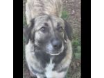 Meravigliosa PRINCESSE CAGNOLONA IN ADOZIONE