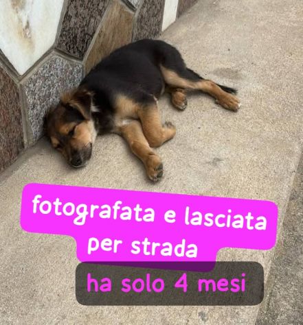 CUCCIOLA 4 MESI INCROCIO PASTORE TEDESCO VIVE PER STRADA - Foto 4