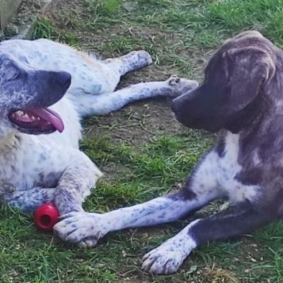JAGO GIOCHERELLONE ED ALLEGRO CANE IN ADOZIONE - Foto 6