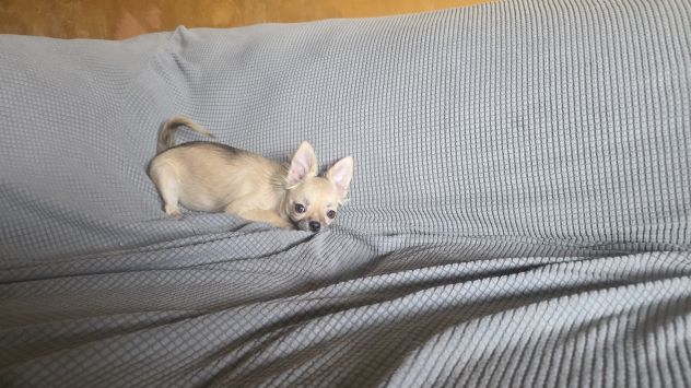 Chihuahua cuccioloni - Foto 4