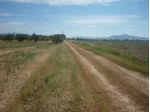 Terreno agricolo alla Rugginosina - GROSSETO-
