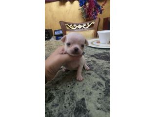 Chihuahua