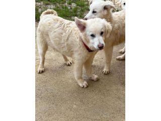 MAREMMANO INCR., 6 MESI (20/09/25), ADOR, AKON, ABEL E ALFIE, CERCANO CASA