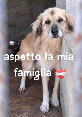 MINNIE 8 ANNI taglia media - Foto 2