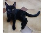 Puma gattino