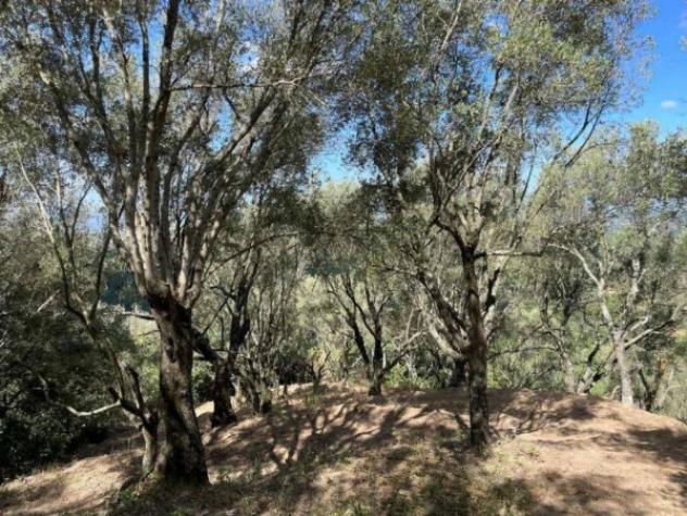 Immobile in asta di 27621 m² in vendita a Galatro - Foto 3