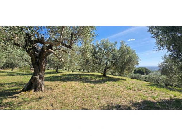 Agricolo in Viale del Lavoro - Foto 10