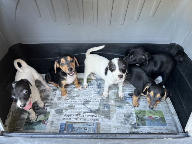 Jack Russell x Pinscher - Foto 3
