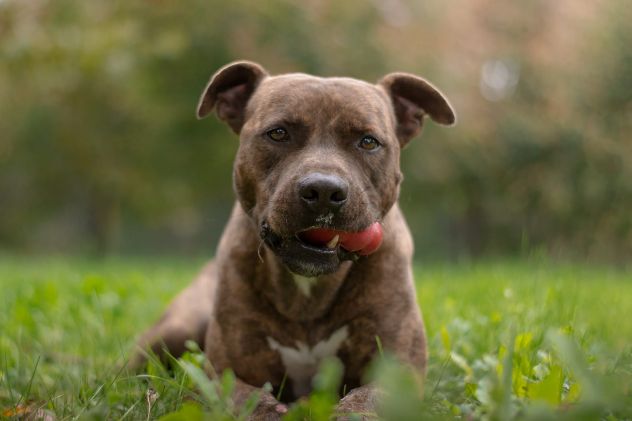 Pitbull adulto tigrato dalla cantina al canile..soffre la solitudine PARMA