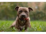 Pitbull adulto tigrato dalla cantina al canile..soffre la solitudine PARMA