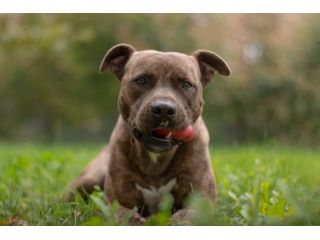 Pitbull adulto tigrato dalla cantina al canile..soffre la solitudine PARMA