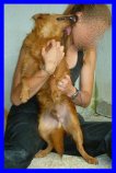 LINK, CAGNOLINO DOLCISSIMO CERCA UNA FAMIGLIA - Foto 2