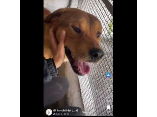 SIGFRIDO LA DOLCEZZA FATTA CANE, CANE IN ADOZIONE