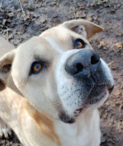Tyson Rinuncia di proprietà - Foto 6