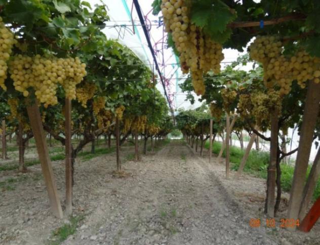 Immobile in asta di 46740 m² in vendita a Licodia Eubea - Foto 6