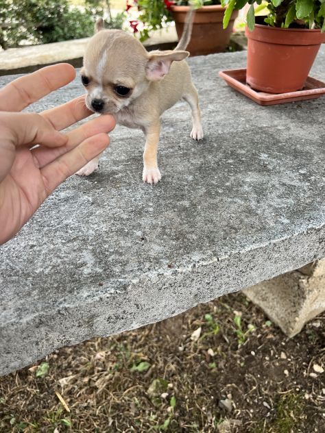 Cucciolo di Chihuahua - Foto 4