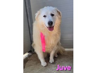 JUVE