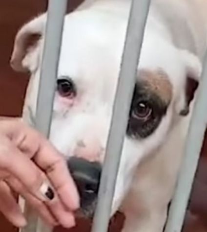 BLOOM AFFETTUOSA CAGNOLONA IN ADOZIONE