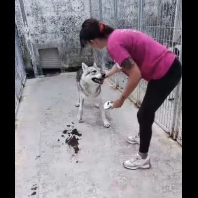 ZEUS LUPO CECOSLOVACCO CERCA SALVEZZA Cane in adozione - Foto 4