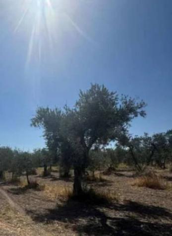 Immobile in asta di 147 m² con più di 5 locali e box auto in vendita a Foggia - Foto 15