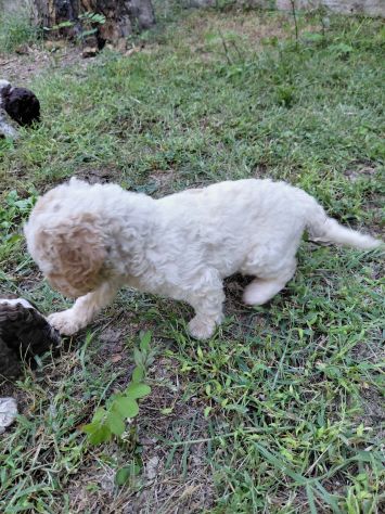 Lagotto romagnolo da tartufo - Foto 9