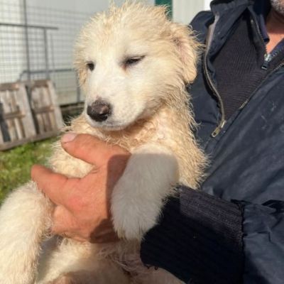 CUCCIOLI IN ADOZIONE UN MIRACOLO DI SALVEZZA - Foto 4