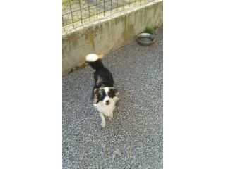 CHARLY, cagnolino di soli 5 kg