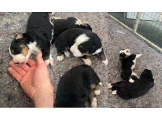 Splendidi Cuccioli Bernese Tricolore