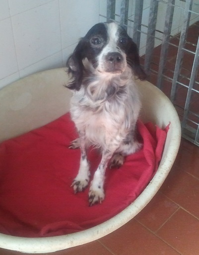 CUORE, adozione speciale - Foto 2