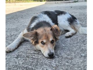 Kaan 8 mesi mix border collie