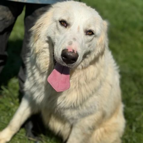 SUSY MERAVIGLIOSA E SOCIEVOLE CANE IN ADOZIONE - Foto 2