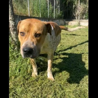 CASPER ALLERGRO E SOCIEVOLE; CANE IN ADOZIONE - Foto 4