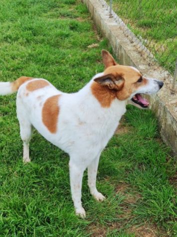 CATELLO: cagnolino in adozione - Foto 2