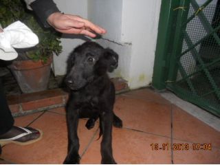 OSCAR, cucciolo bellissimo