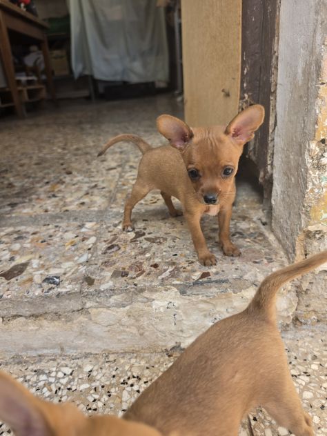 Pinscher - Foto 3