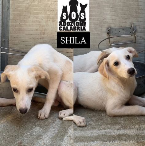 CUCCIOLI IN ADOZIONE - Foto 4