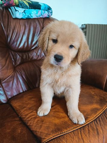 Golden Retriever Americani - Foto 7