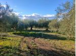 Terreno in vendita a Belpasso