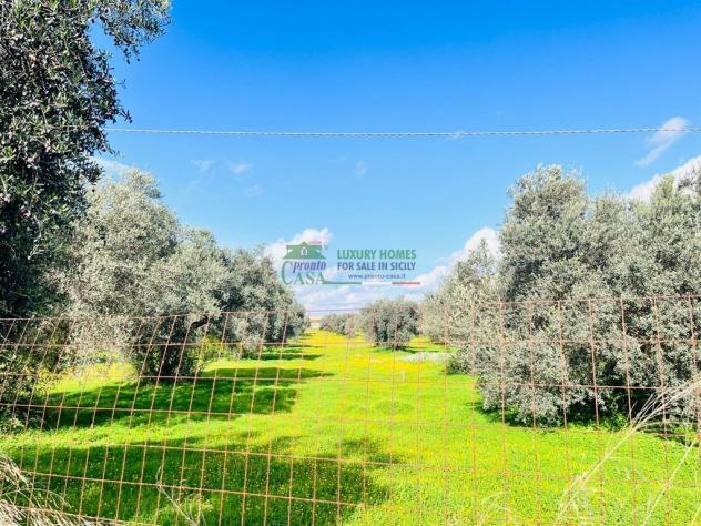 Rif:2660 - Terreno Agricolo con Caseggiati e Uliveto Secolare – Zona Pedalino/Vittoria - Foto 4