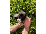 Cuccioli di Pechinese