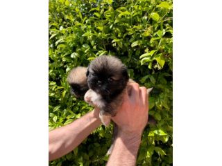 Cuccioli di Pechinese