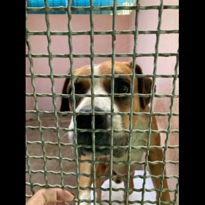 NADIR SIMIL BOXER SOCIEVOLE EDUCATO CANE IN ADOZIONE - Foto 7