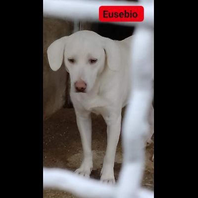 EUSEBIO, ERCOLE, ERIBERTO CAGNOLINI IN ADOZIONE - Foto 3