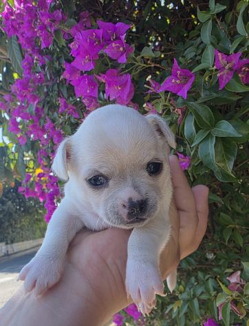 Cuccioli di chihuahua da privato - Foto 2