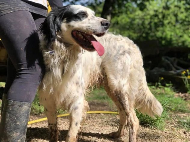 CEDRIC, SETTER INGLESE, UNA MERAVIGLIA CHE CERCA CASA, CANE IN ADOZIONE - Foto 7
