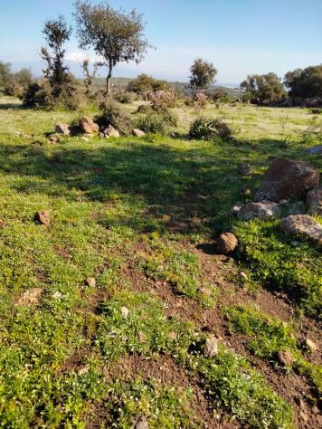 Terreno in vendita a Francofonte - Foto 10