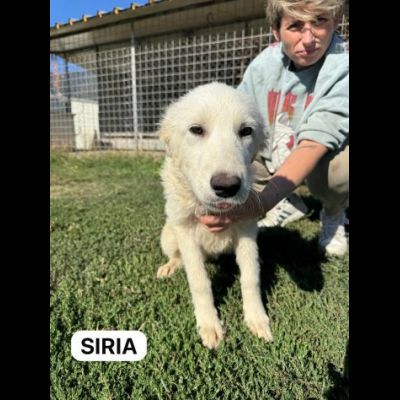 MERAVIGLIOSI CUCCIOLI IN ADOZIONE - Foto 4