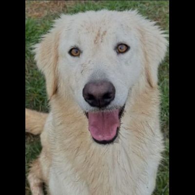NINFA, meravigliosa tenerezza, cagnolina in adozione, tg media. - Foto 5