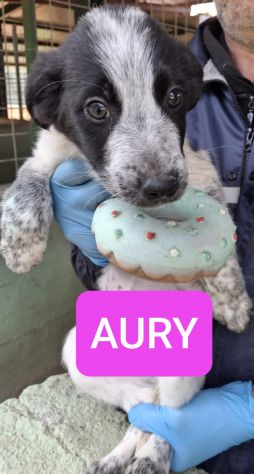 CUCCIOLI 3 MESI taglia media grande NATI IN CANILE - Foto 4
