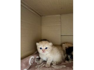 Splendidi cuccioli di tipo Gatto Persiano